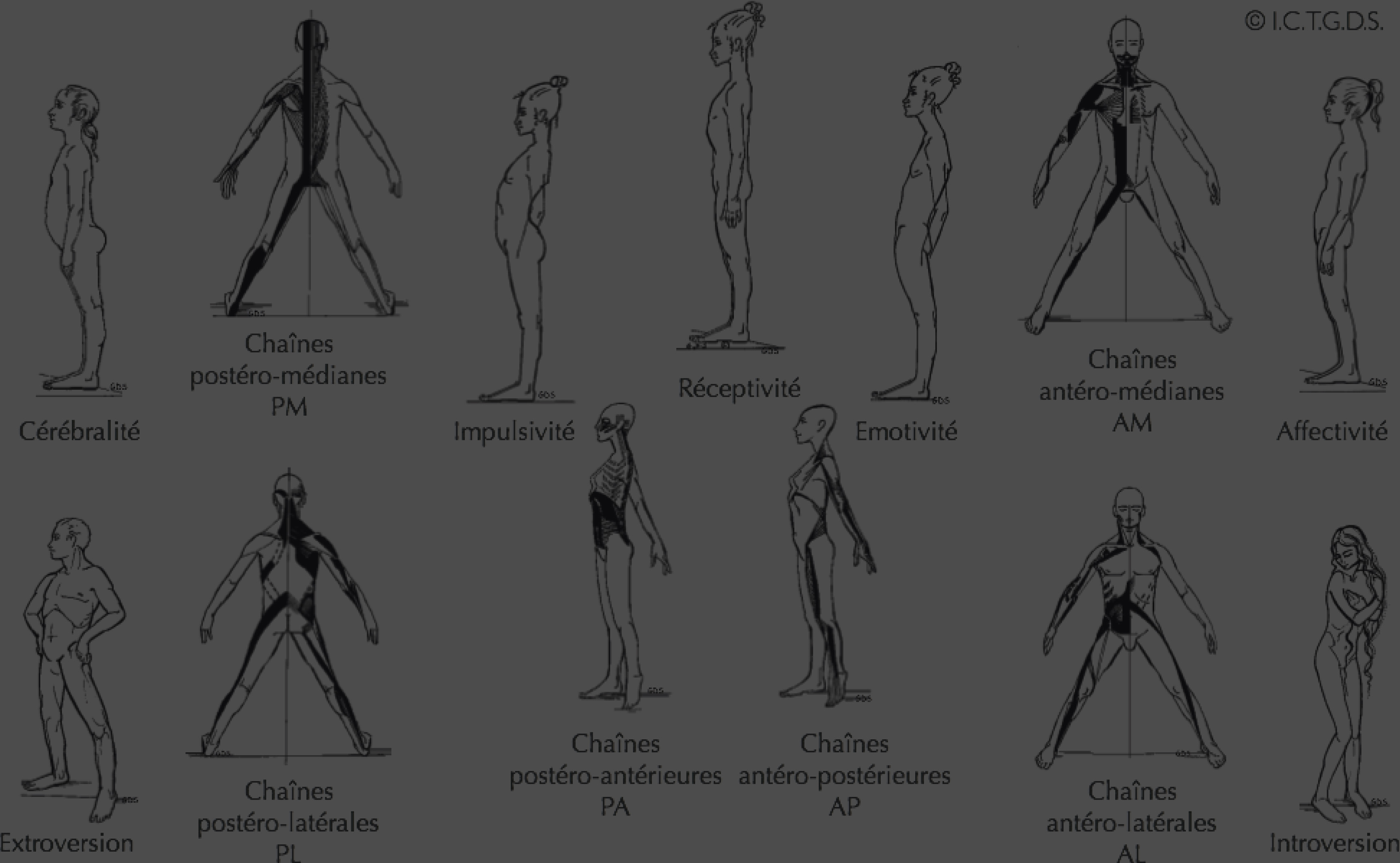 2.Formation_Chaines_Musculaires_Globalitee-1.jpg